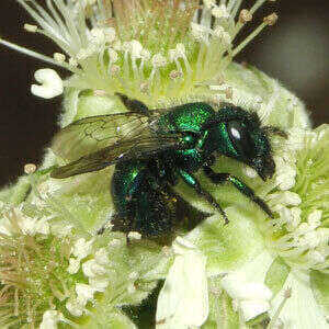 Bee pollinating plant