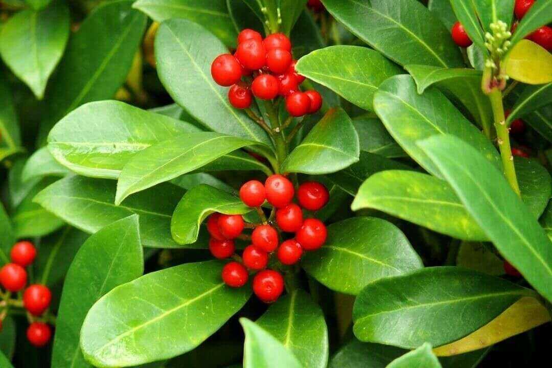 /assets/bee-friendly-plants/american-holly.jpg