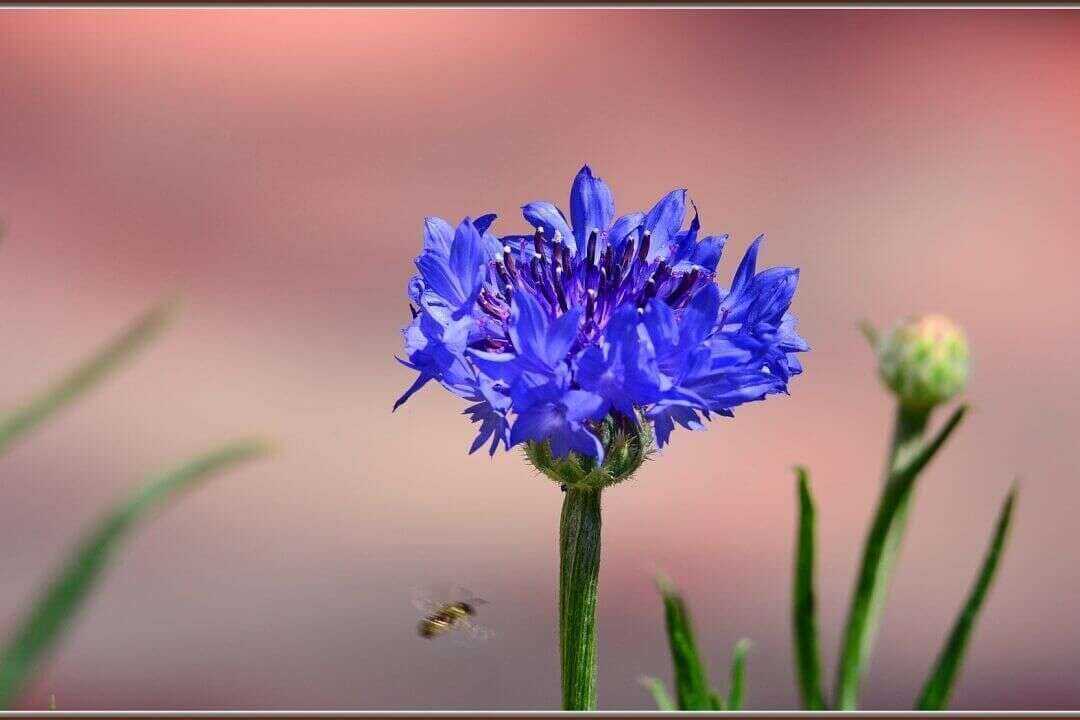 /assets/bee-friendly-plants/bachelor-button.jpg