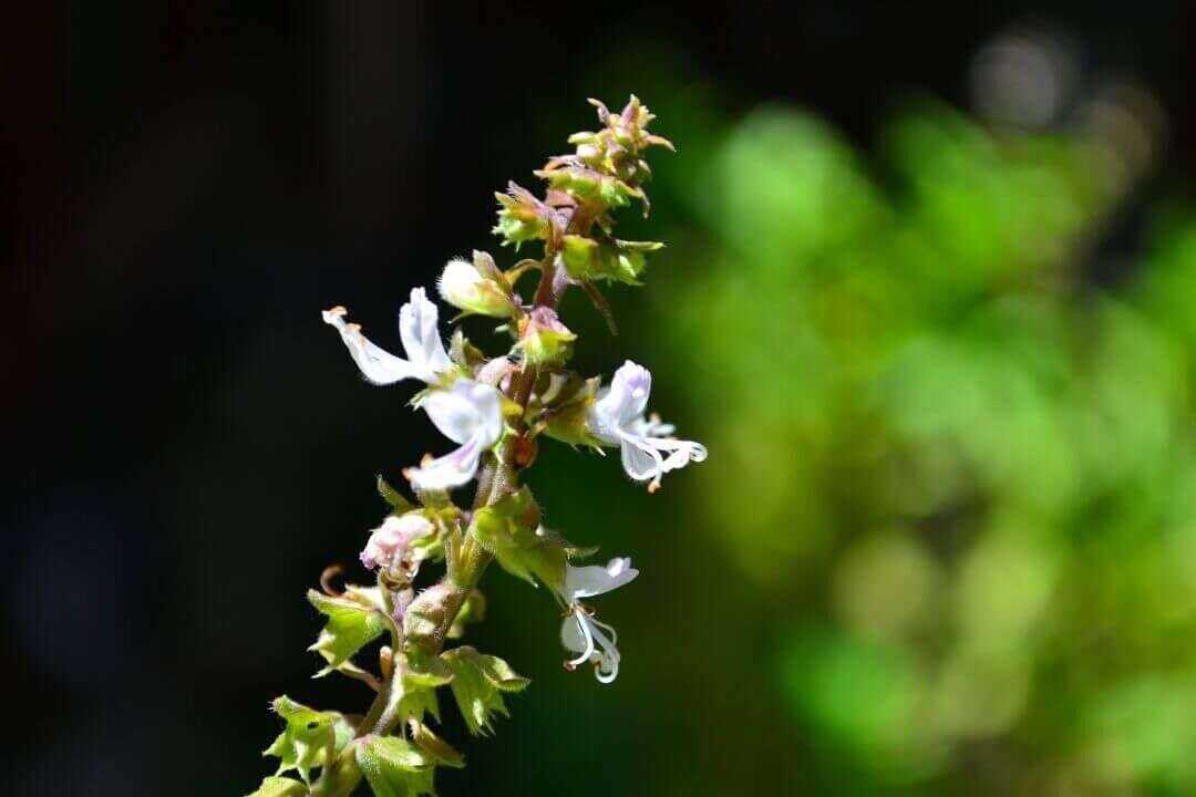 /assets/bee-friendly-plants/basil.jpg