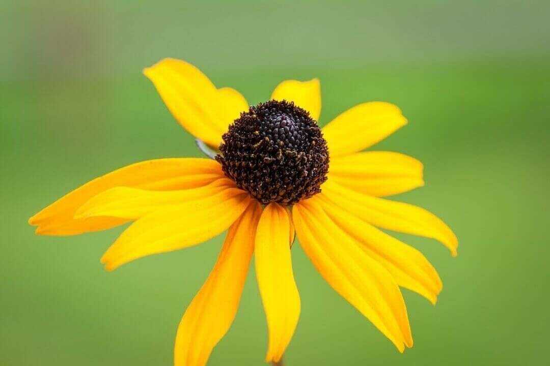 /assets/bee-friendly-plants/black-eyed-susan.jpg