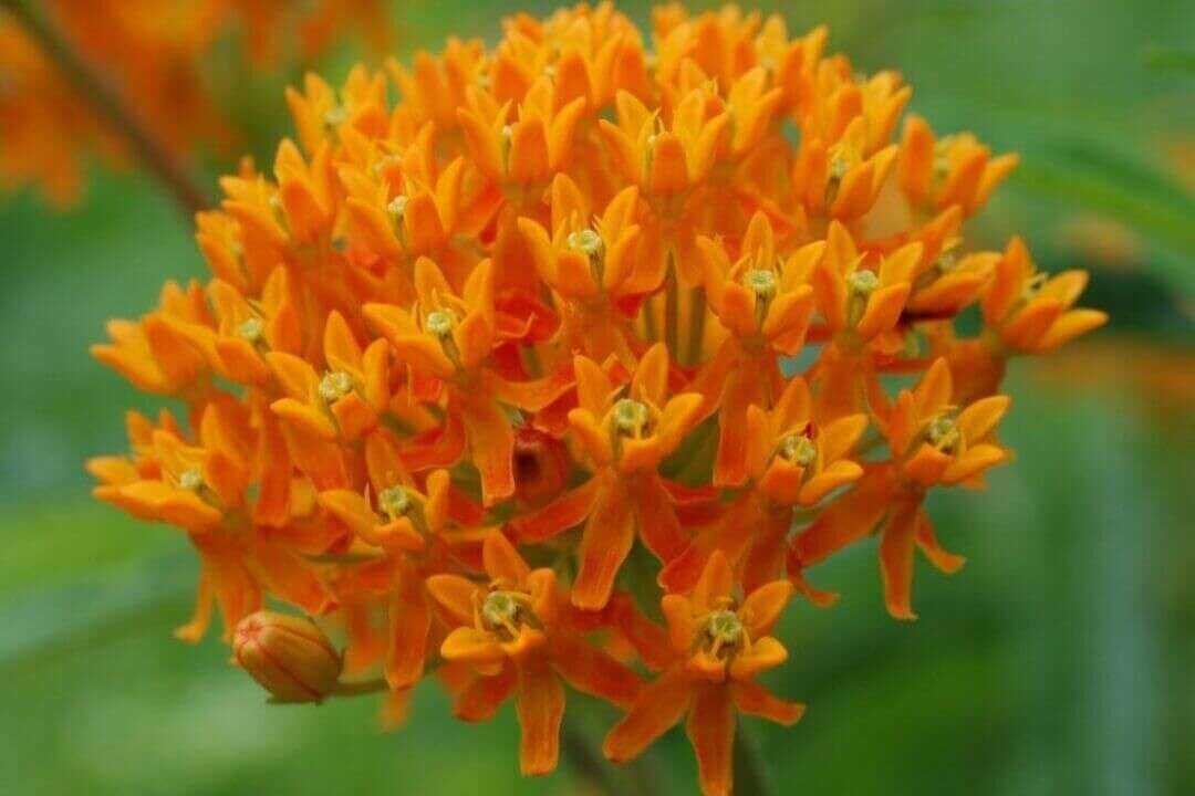 /assets/bee-friendly-plants/butterfly-weed.jpg