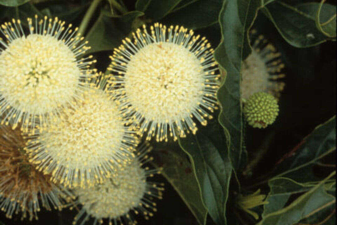 /assets/bee-friendly-plants/buttonbush.jpg