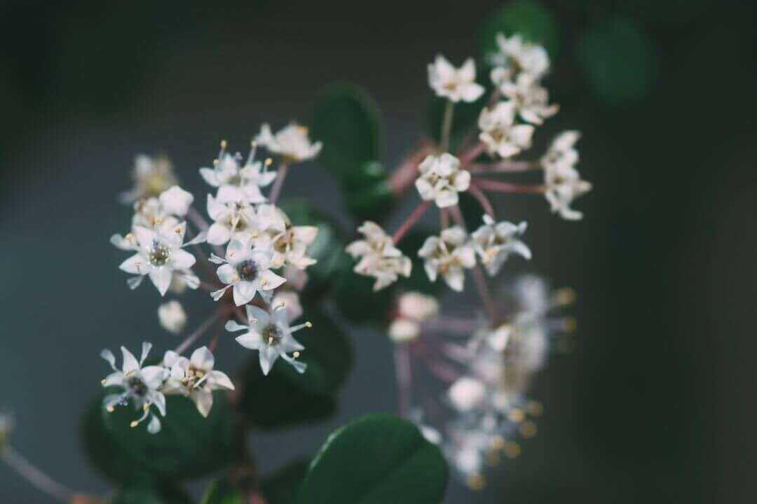 /assets/bee-friendly-plants/california-lilac.jpg