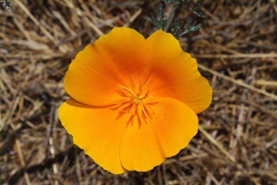 /assets/bee-friendly-plants/california-poppy.jpg