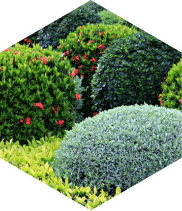 Shrubs image