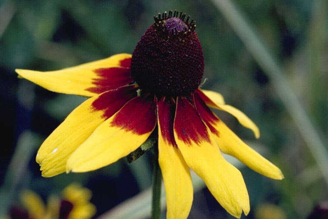 /assets/bee-friendly-plants/clasping-coneflower.jpg