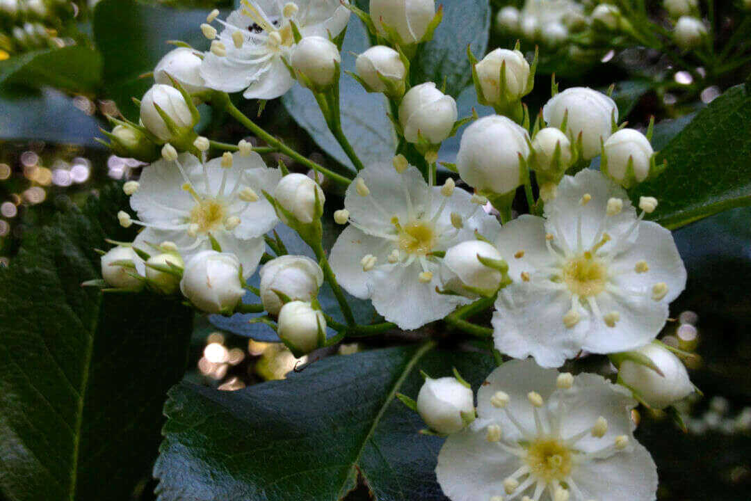 /assets/bee-friendly-plants/cockspur-hawthorn.jpg