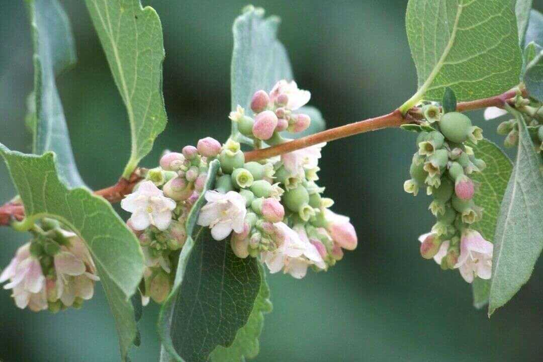 /assets/bee-friendly-plants/common-snowberry.jpg