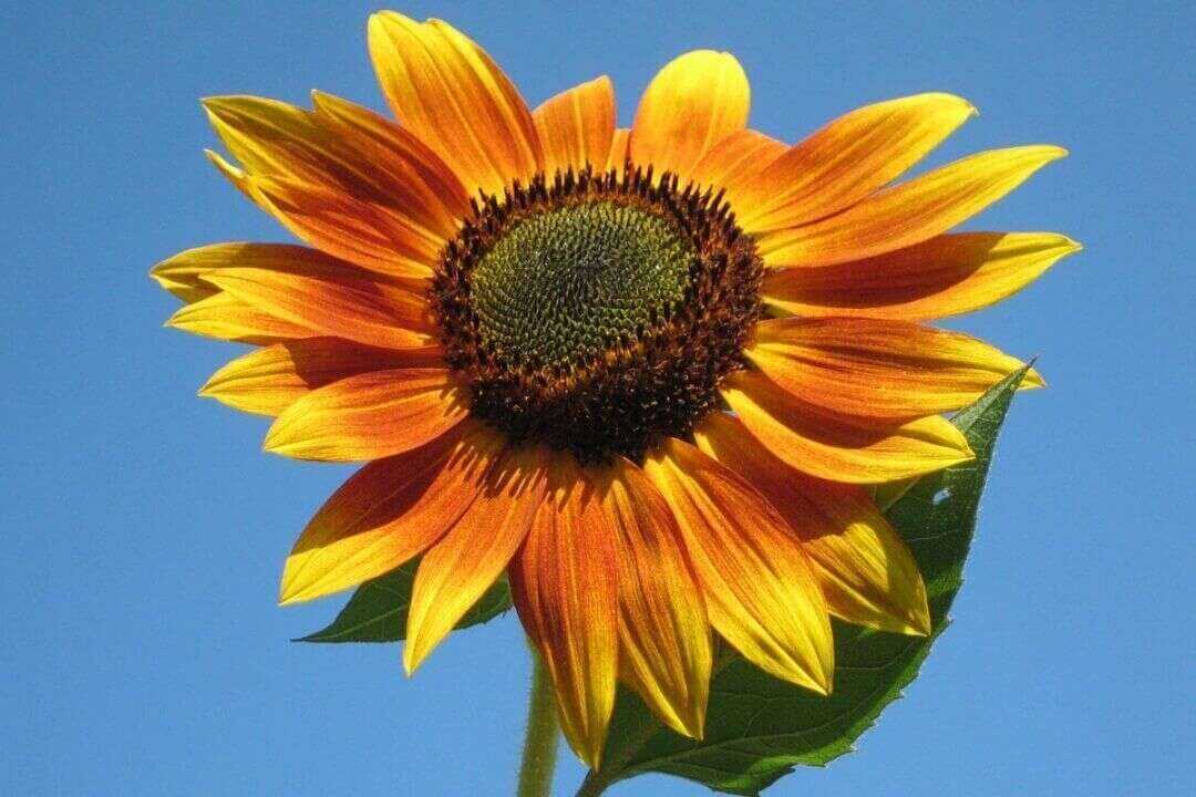 /assets/bee-friendly-plants/common-sunflower.jpg