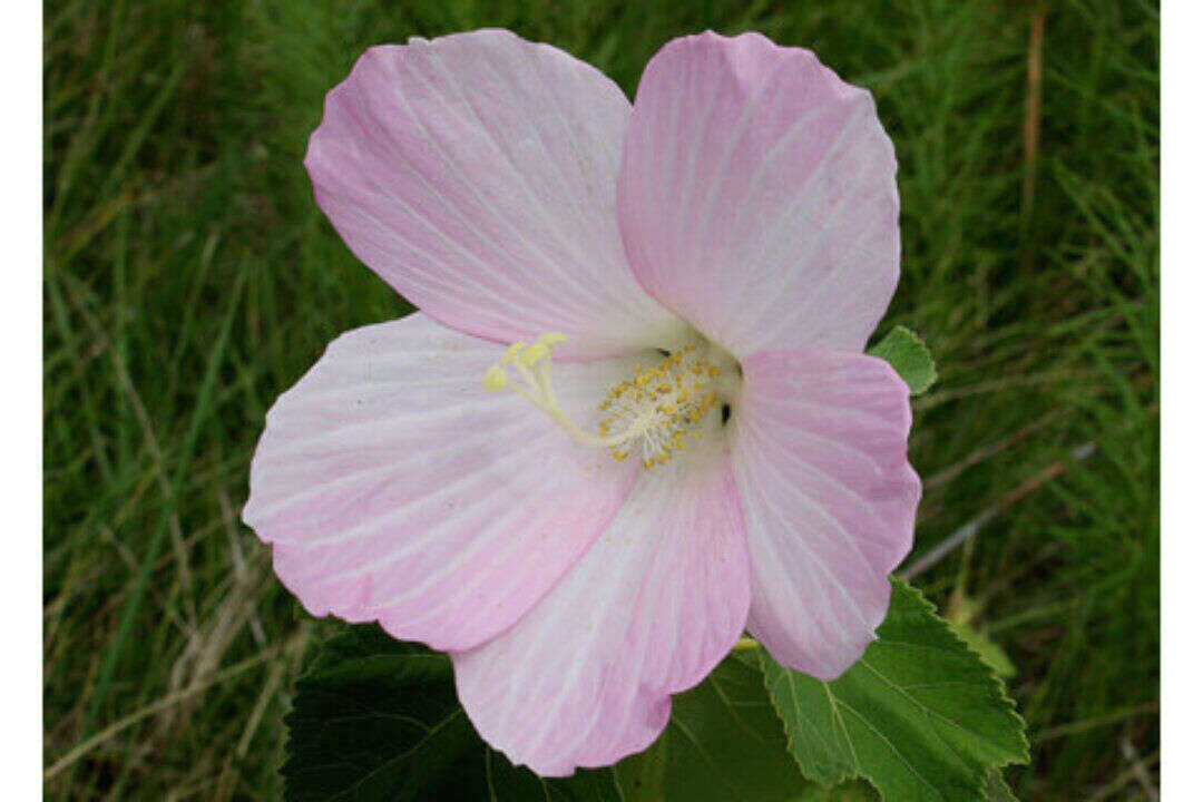 /assets/bee-friendly-plants/eastern-rosemallow.jpg