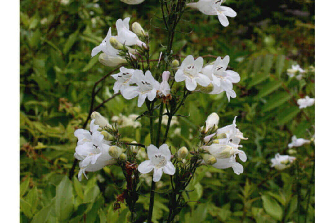 /assets/bee-friendly-plants/foxglove-penstemon.jpg