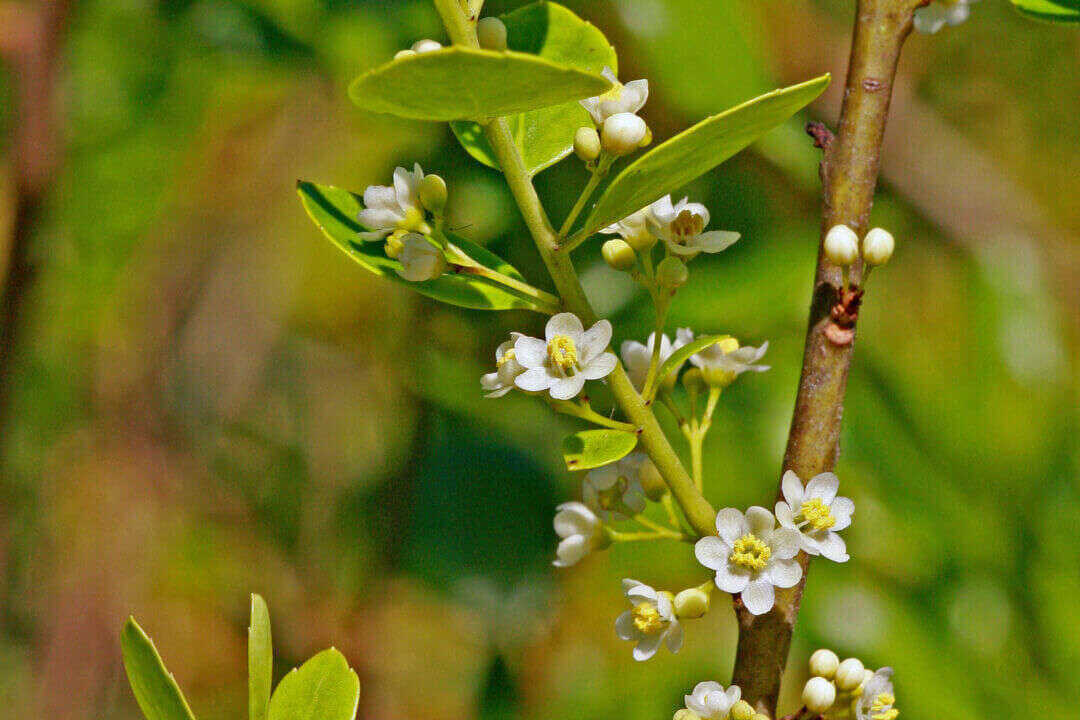 /assets/bee-friendly-plants/inkberry.jpg