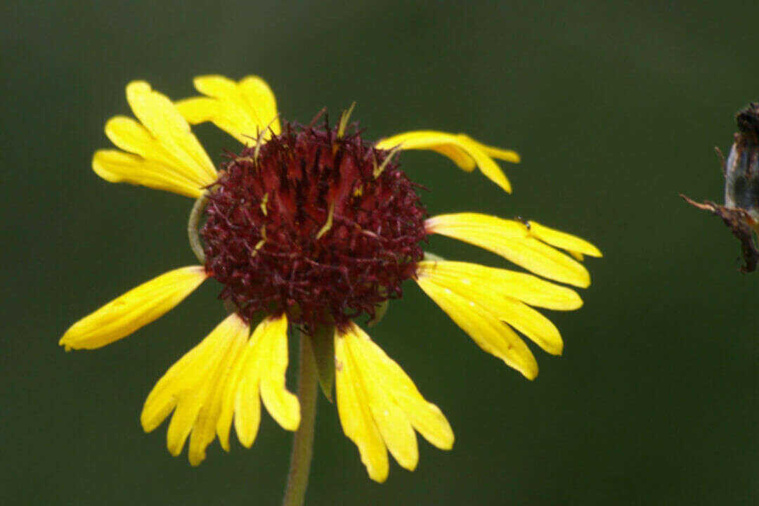 /assets/bee-friendly-plants/lanceleaf-blanketflower.jpg