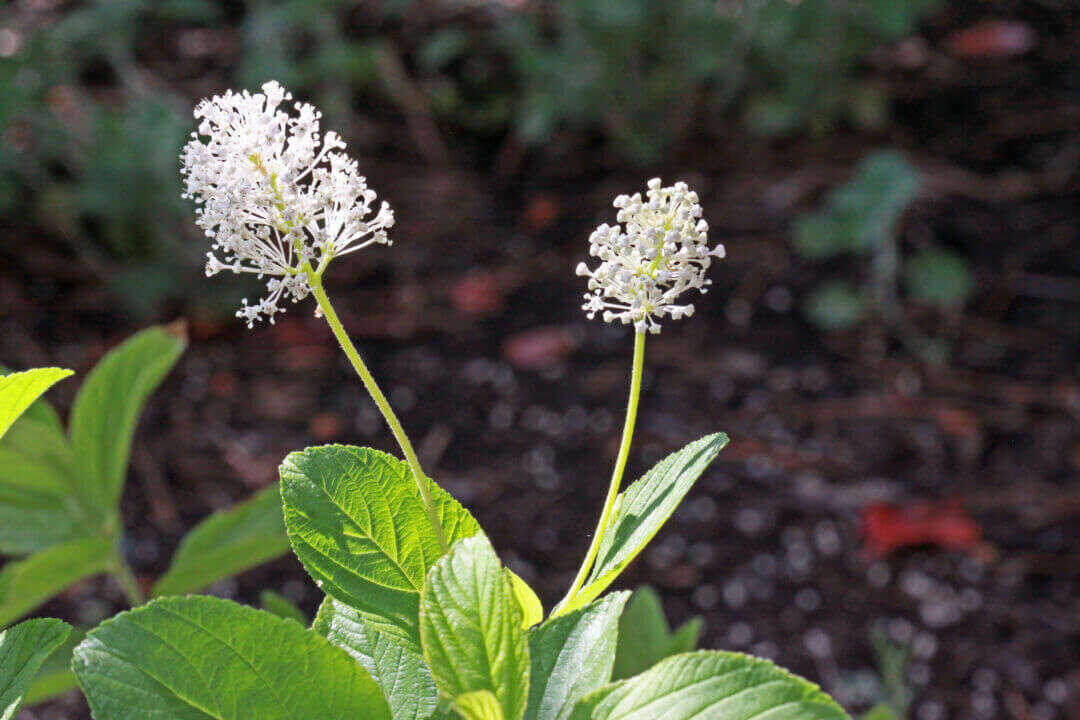 /assets/bee-friendly-plants/new-jersey-tea.jpg