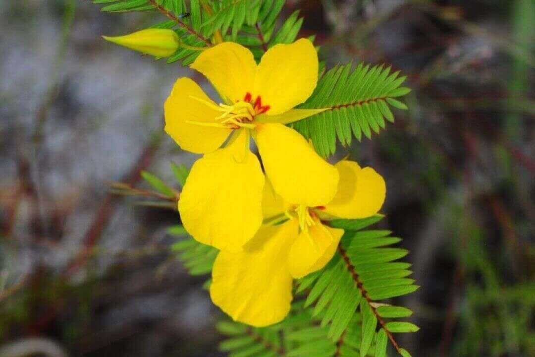 /assets/bee-friendly-plants/partridge-pea.jpg