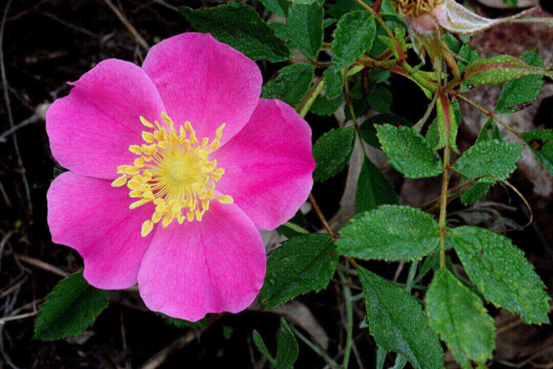 /assets/bee-friendly-plants/pasture-rose.jpg