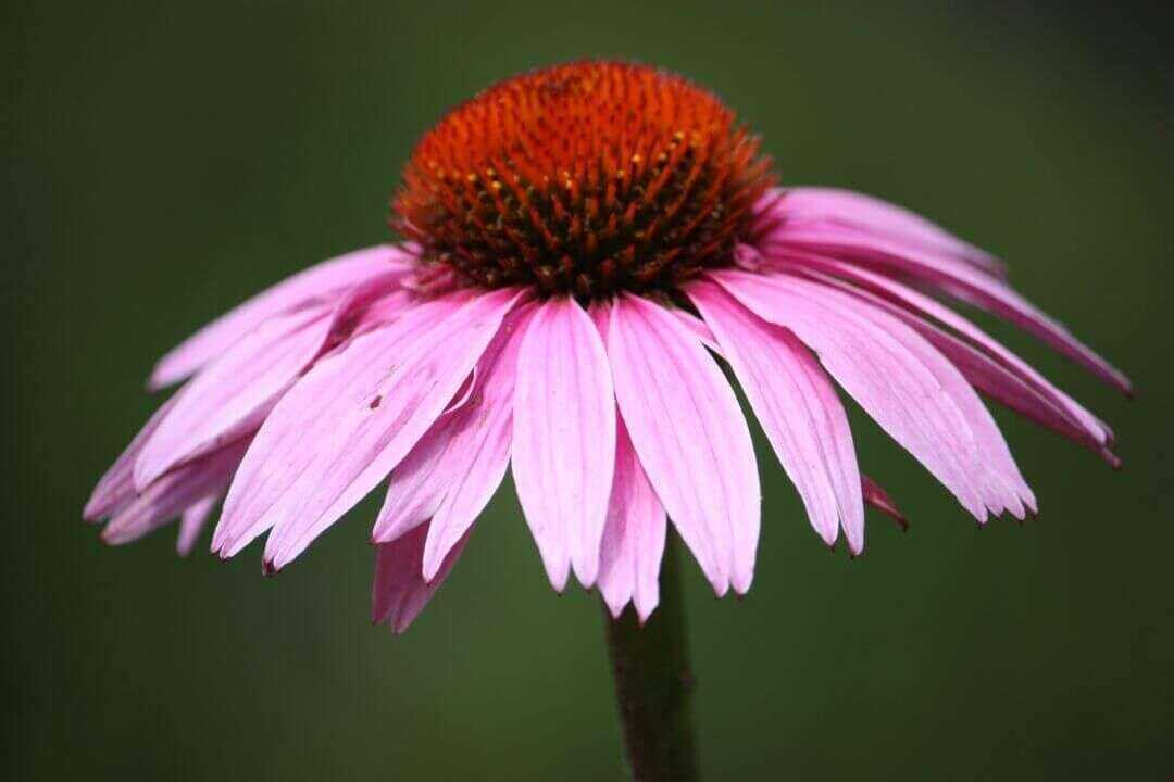 /assets/bee-friendly-plants/purple-coneflower.jpg