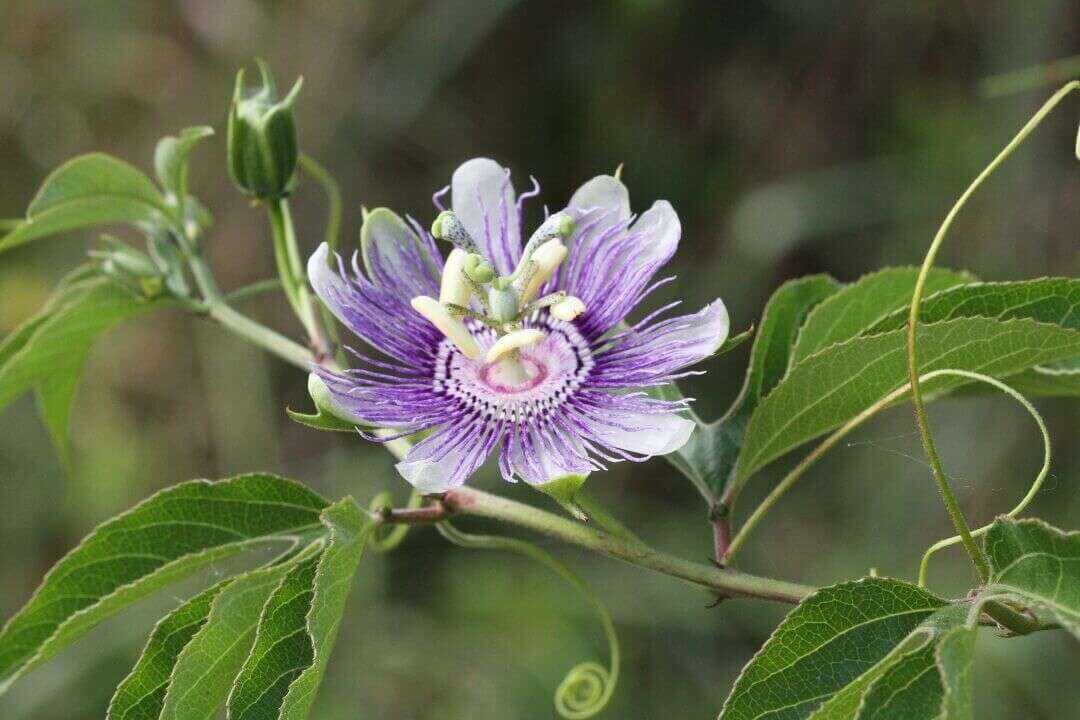 /assets/bee-friendly-plants/purple-passion-flower.jpg