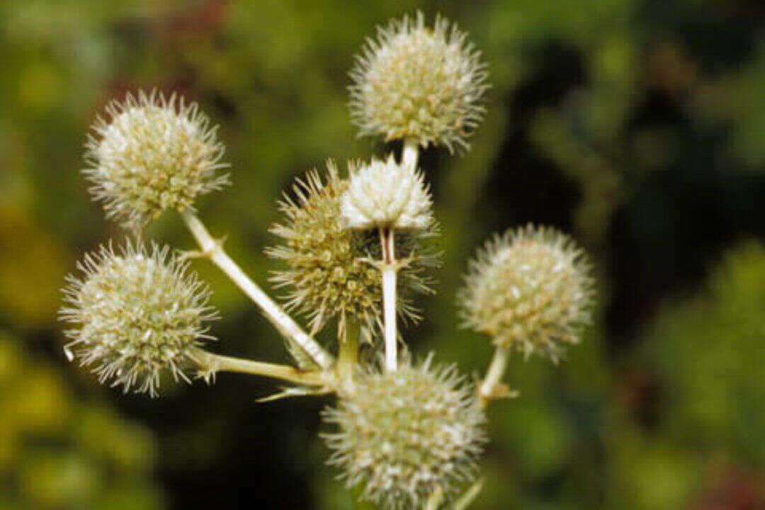 /assets/bee-friendly-plants/rattlesnake-master.jpg