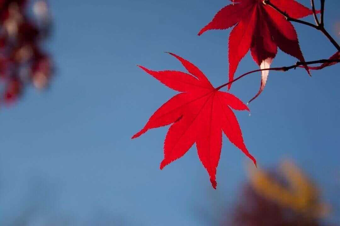 /assets/bee-friendly-plants/red-maple.jpg