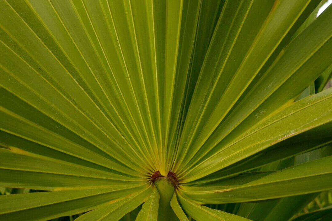 /assets/bee-friendly-plants/saw-palmetto.jpg