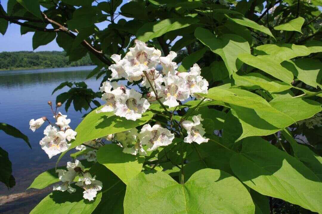 /assets/bee-friendly-plants/southern-catalpa.jpg