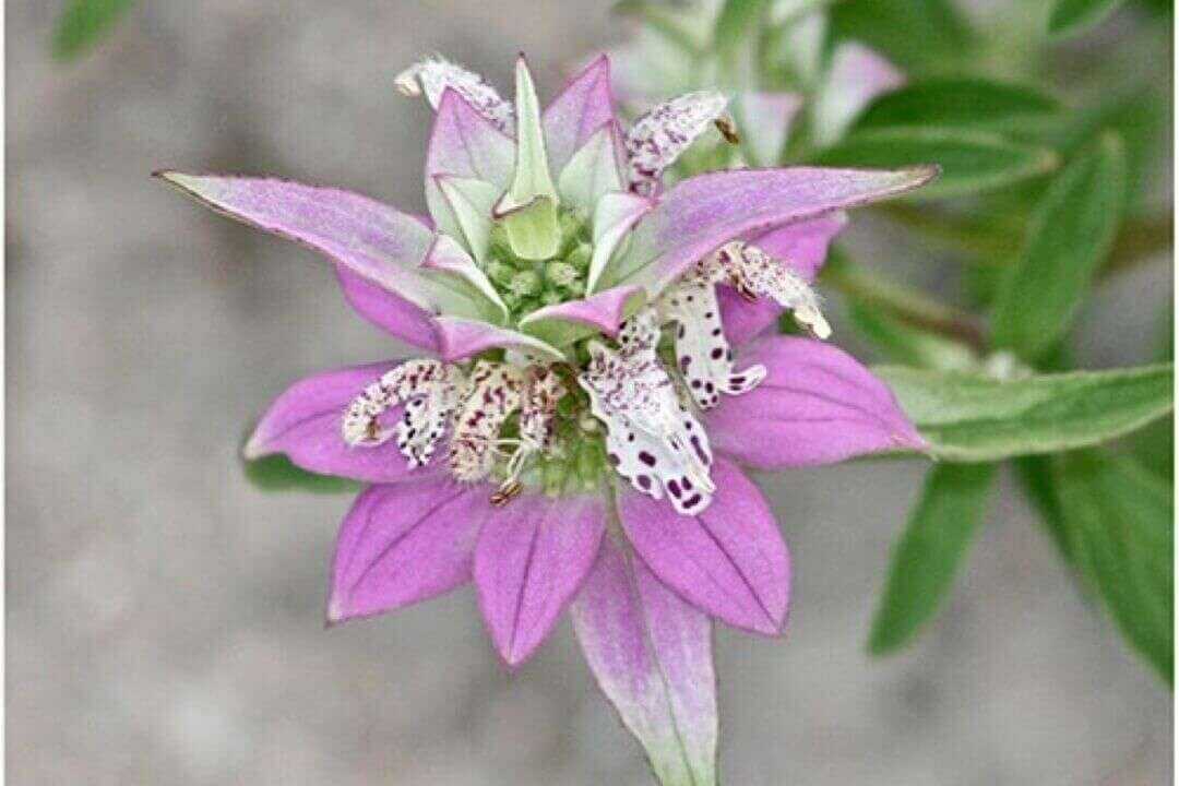 /assets/bee-friendly-plants/spotted-bee-balm.jpg