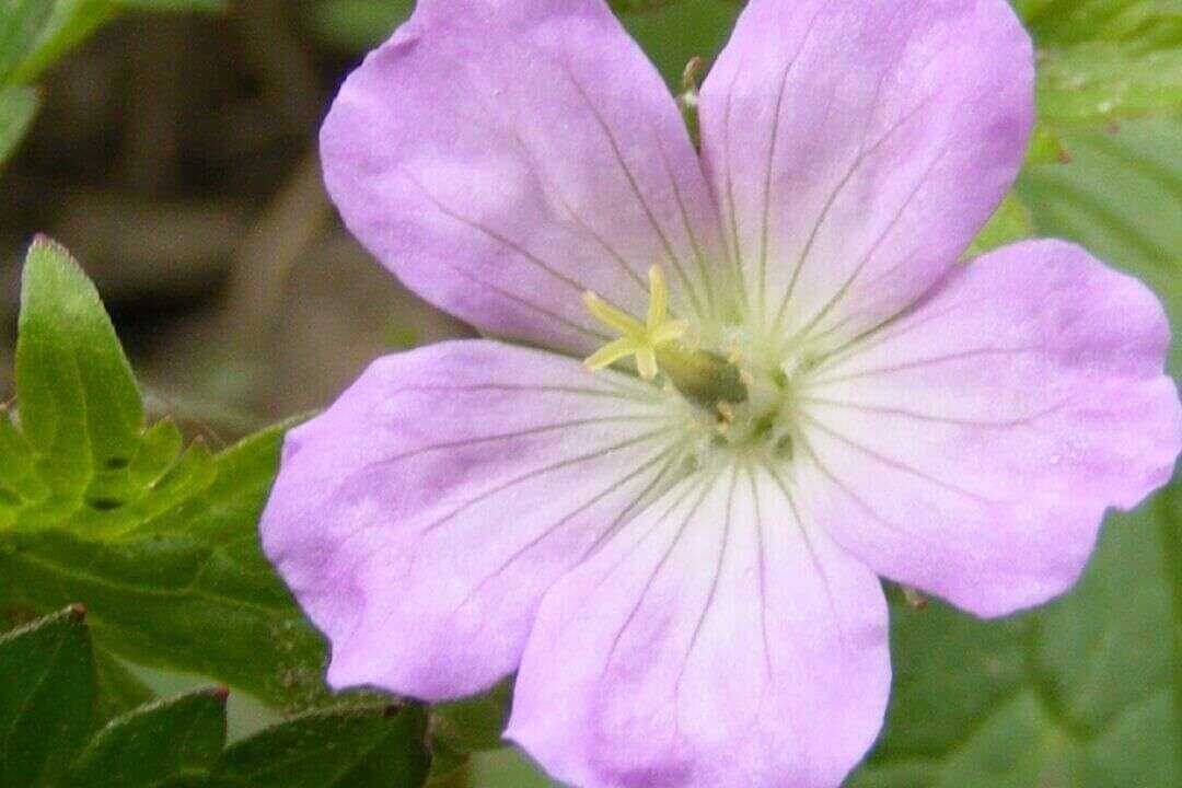 /assets/bee-friendly-plants/spotted-geranium.jpg