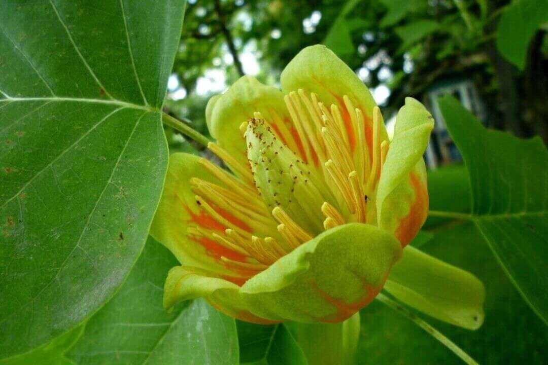 /assets/bee-friendly-plants/tulip-tree.jpg