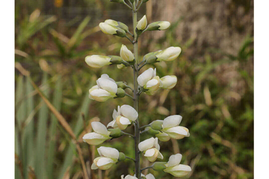 /assets/bee-friendly-plants/white-wild-indigo.jpg