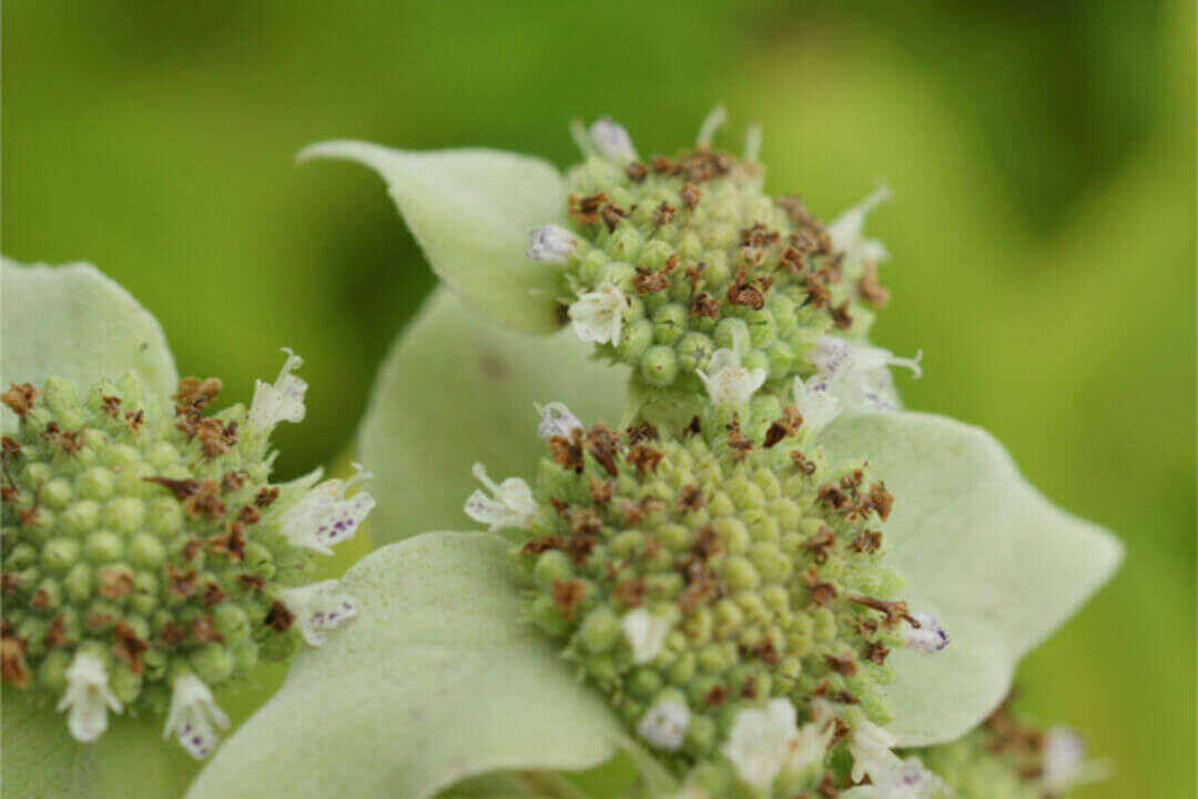 /assets/bee-friendly-plants/whiteleaf-mountain-mint.jpg