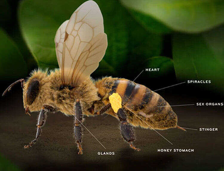 Honeybee abdomen