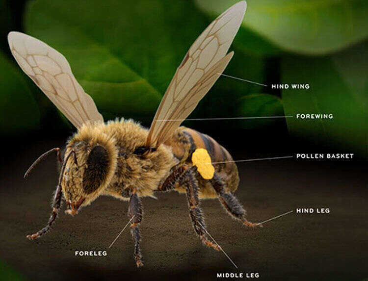 Honeybee thorax