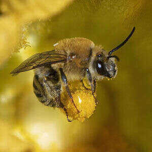 Bee pollinating plant