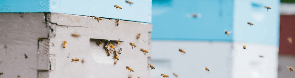 Native beekeeper